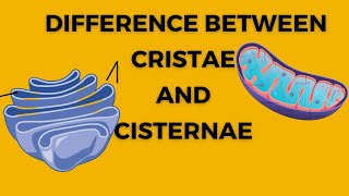 Difference between cristae and cisternae  Golgi body  Endoplasmic reticulum  Biology xi  cell [upl. by Christiana]