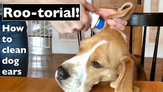 How to Clean Dog Ears with Roger the Beagle [upl. by Skelly]