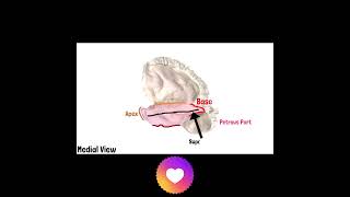 Temporal Bone Anatomy  Cranial Osteology 10 doctor neetpg mbbs neetug osteology anatomy [upl. by Yntruoc]