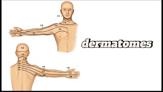 Cervical Upper limb dermatomes  dermatomes amp myotomes MSKphysicaltherapy [upl. by Nonaihr]