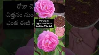 Easy to grow Rose plants from seeds youtubeshorts shortsyoutube rose garden [upl. by Allegra]