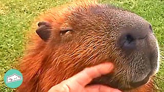 Man Befriends Wild Capybara She Lets Him Hold Her Babies  Cuddle Buddies [upl. by Ralina]