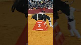 🙉INCREIBLE SALTO DE TORO CAPÓN🤩 toro toros torobravo torosbravos parati fyp [upl. by Nadruoj]