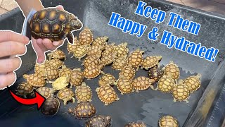 How to Bathe  Soak Your Tortoise and Keep Them Well Hydrated [upl. by Hterrag]