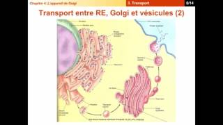 Chapitre 4  L’appareil de Golgi en détaille [upl. by Lyrahs]