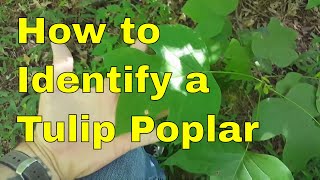 How To Identify a Tulip Poplar Tree [upl. by Chrisman]