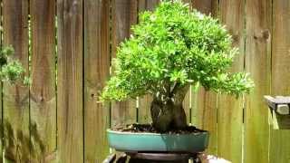 Pyracantha bonsai [upl. by Vadim]