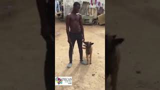 Le meilleur dresseur de chien🐕 ivoirien 🇨🇮🙏 [upl. by Lonergan258]