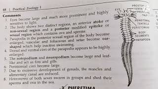 heteronereis classification habitat and comments zoology practical bsc1comments on heteronereos [upl. by Buckingham]