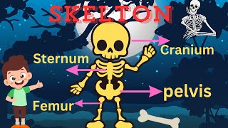 Human skeleton for kids  Human bones  Kids Educational video  Animation [upl. by Aiyekal]