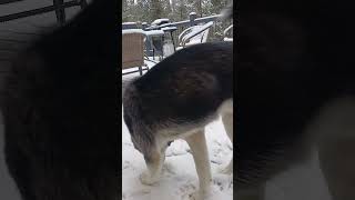 Thundersnow having fun in the snow husky siberianhusky shorts [upl. by Nolham807]