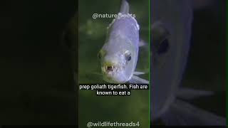 The Deadliest Freshwater Fish  Goliath Tigerfish shorts tigerfish [upl. by Llehcear457]