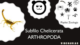 Filo Arthropoda  Subfilo Chelicerata 45 [upl. by Ahsirat]