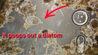 Frontonia poops out a diatom  100x [upl. by Mateya]