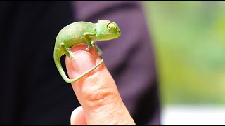 CHAMELEON Breeding Process from Start to Hatch [upl. by Stockton]