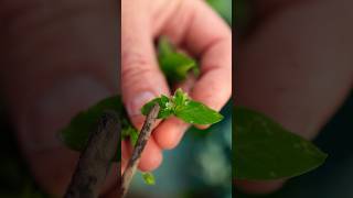 Chickweed Offers SO Many Benefits [upl. by Alhak]