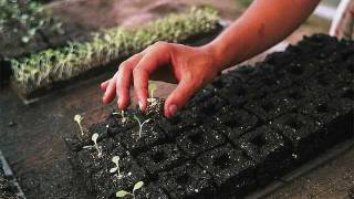 Soil Blocks An Awesome Way to Start Seedlings [upl. by Adroj]