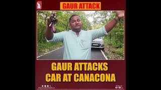 Gaur Attacks Car At Canacona [upl. by Alyworth853]