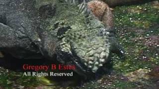 Galapagos Marine Iguana Feeding on Seaweed and Spurting Water [upl. by Nelak470]