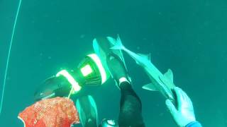 Friendly Remora Bites My Fingers While Scuba Diving [upl. by Ashelman665]