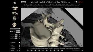 3D interactive model of lumbar spinal structures of anesthetic interest [upl. by Mandy]