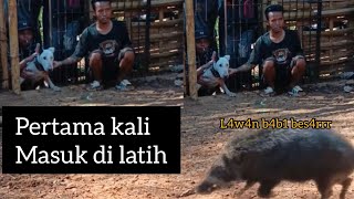 SI HUGO SETELAH DUGONG MELATIH TERNAK BURU BABI HUTAN [upl. by Sivatnod]