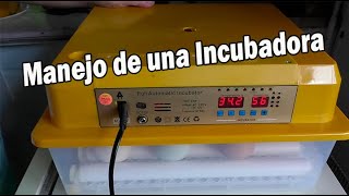 Incubación de huevos de gallina en incubadora automática 1 [upl. by Lucine]