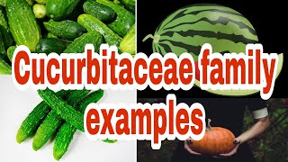 Scientific names of most common vegetables Cucurbitaceae family examples [upl. by Euqilegna748]