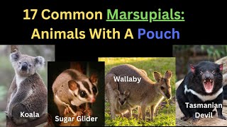 17 Common Marsupials  Animals With a Pouch Found in Australia only [upl. by Seebeck]