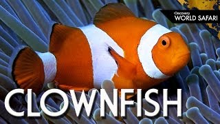 How Clownfish Choose Their Gender [upl. by Narrad]