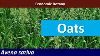 Economic Botany of Oats Avena sativa [upl. by Letnuahs]