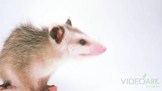 A Virginia opossum Didelphis virginiana pigra at St Francis Wildlife Association [upl. by Ylek91]