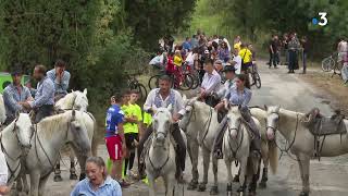 Mauguio  fête votive abrivado et course camarguaise on célèbre les taureaux et la bouvine [upl. by Yort]