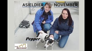 ASIELDIER van november PEPPER een Boeren Fox [upl. by Leavy31]