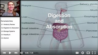 42 Remarkable Body Digestion and Absorption [upl. by Kilk200]