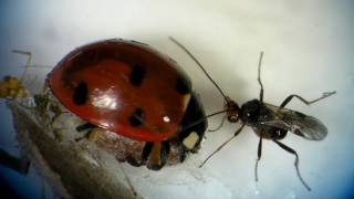 Ladybug and parasitic Braconid wasp [upl. by Tacye471]