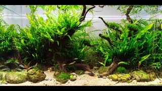 HOW TO Care for Aquarium Plants [upl. by Oretos]