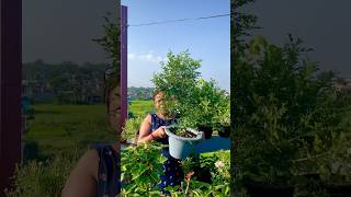 The Fragrant Madhu Kamini Plant shorts shortvideo shortsviral [upl. by Parette]