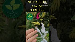 20 ENXERTOS DE MANGA e um grande resultado comofazerenxertodemanga enxertodemanga [upl. by Glenda]