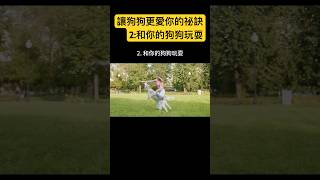 讓狗狗更愛你的祕訣2和你的狗狗玩耍 cute dog doglover dogshorts dogs doglovers [upl. by Lorou]