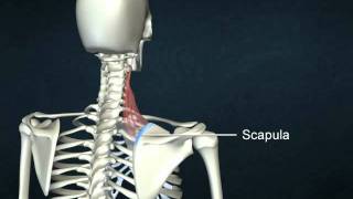 •Levator scapula [upl. by Sisson980]