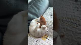 Little Kitten kitten cat cute cuteanimals [upl. by Annatsirhc]