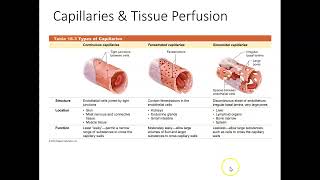 Capillaries and Tissue Perfusion [upl. by Laforge]