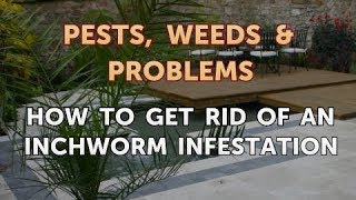 How to Get Rid of an Inchworm Infestation [upl. by Saxet]