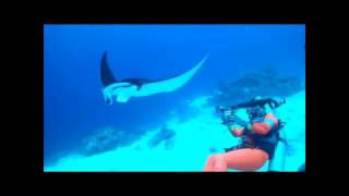 Tubbataha Reef Manta Ray Fish Divers with Camera on Cleaning Station Cleaner Wrasse [upl. by Mychael]