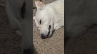 Kaia sleep twitching and then catching me filming her [upl. by Graehme]