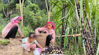 Mother and daughter cut sugar cane to sell on Sunday then made a fence around the vegetable garden [upl. by Doraj141]