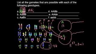 List all the genotypes possible [upl. by Dlareme]