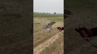 Goshawk Training goshawk nature eaglehunting shorts falconery viralshorts falcon Sparrowhawk [upl. by Hill]