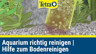 Aquarium richtig reinigen  Schnelle Hilfe zum bodenreinigen [upl. by Hildagarde]